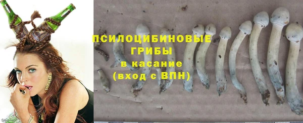 шишки Аркадак
